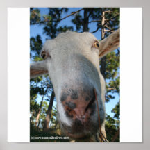 White saanen dairy goat doe nose close up HI Print