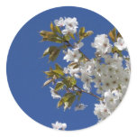 White Sakura Blossoms Round Sticker