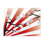 White Sakura Sunrise Cherry Blossoms Postcard