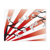 White Sakura Sunrise Cherry Blossoms Postcard