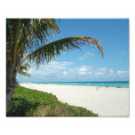 White Sand Beach w/Palm photography