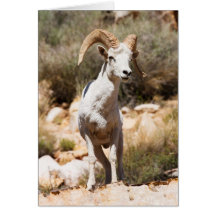 White Sheep Of The Family Greeting Cards