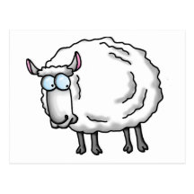 White sheep post cards