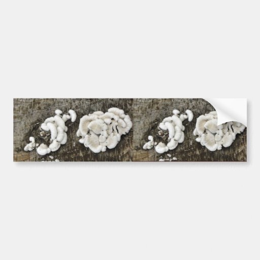 White Shelf Mushrooms Bumper Stickers