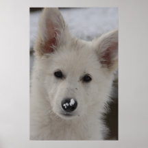 white Shepherd Baby Plakatdruck