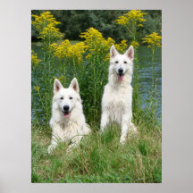 white Shepherd Poster