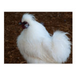 White Silkie Chicken Post Card