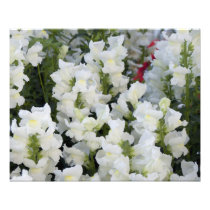 White Snapdragons  20" x 16" Photo Print