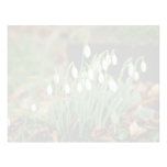 white Snowdrops flowers Customized Letterhead