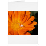White Spider On An Orange Flower Cards