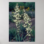 white Spoonleaf Yucca, (Yucca Filamentosa) flowers Poster