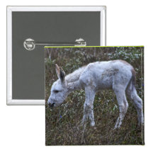 White Spotted Donkey Pinback Buttons