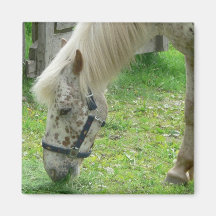 White Spotted Horse Fridge Magnet