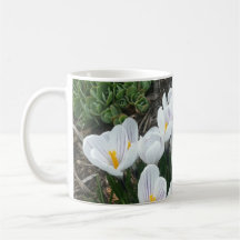 White Spring Crocuses Coffee Mug