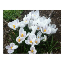 White Spring Crocuses Postcards