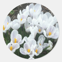 White Spring Crocuses Round Sticker