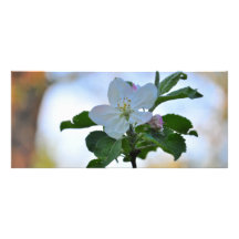 White spring flower custom rack cards