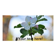 White spring flower personalized photo card