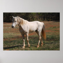 White Stallion Posters