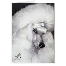 White Standard Poodle 1 23 10 Card