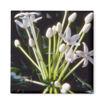 white Stephanotis floribunda flowers Magnet