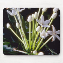 white Stephanotis floribunda flowers Mousepads