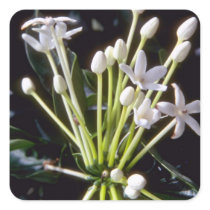 white Stephanotis floribunda flowers Square Sticker