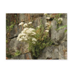 white stonecrop postcard