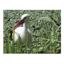 White Stork Postcard