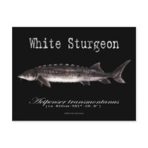 White Sturgeon-Black-Postcard