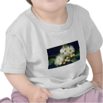 white Swamp mahogany (Eucalyptus robusta) flowers Tee Shirt