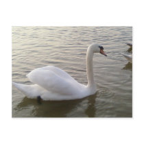 White Swan Close Up Picture Postcard