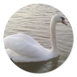 White Swan Close Up Picture Round Sticker