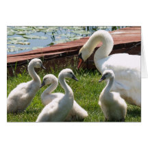 White Swan Family Note Card