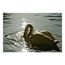 WHITE SWAN IN THE MORNING LIGHT PHOTO ART