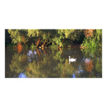 White Swan Photo Card