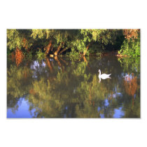 White Swan Photo Print