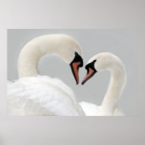 White Swans Poster Print