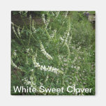 White Sweet Clover Magnet
