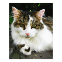 White Tabby Invitation