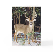 White Tail Buck Greeting Card