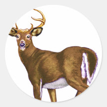 White Tail Deer Buck Stickers