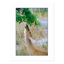 'White-Tail Deer Eating' Postcard