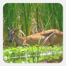 White tail deer in wekiwa springs state park. square sticker