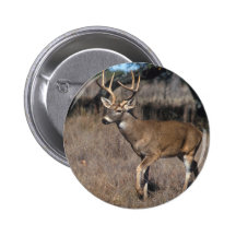 White Tail Deer Pin