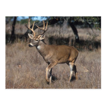 White Tail Deer Postcards