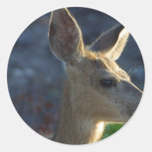 White Tail Deer Round Sticker