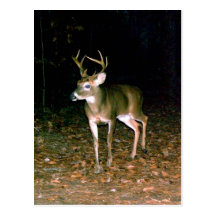White-tailed Buck Deer Postcards