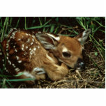 White-tailed Deer Acrylic Cut Out