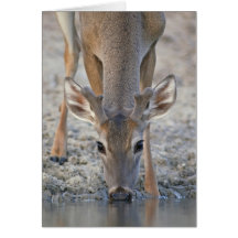 White-tailed Deer Buck (Odocoileus virginianus) Card